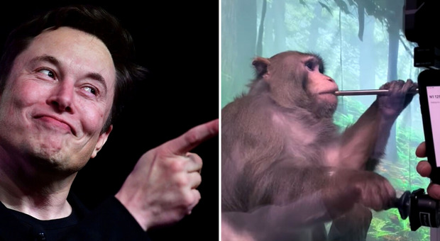 Elon Musk, «scimmie morte durante gli esperimenti di Neuralink»: bufera sull'azienda di chip cerebrali