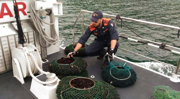Cetrioli di mare "vietati" e 500 kg di ricci non a norma: maxi sequestro sul tir croato diretto in Puglia