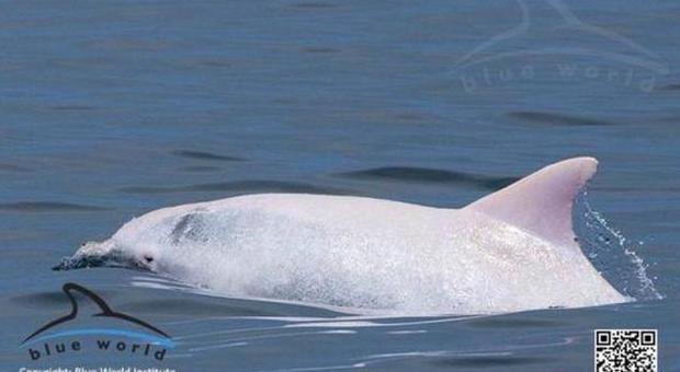 Ecco Albus, rarissimo delfino albino avvistato nelle acque di Ravenna