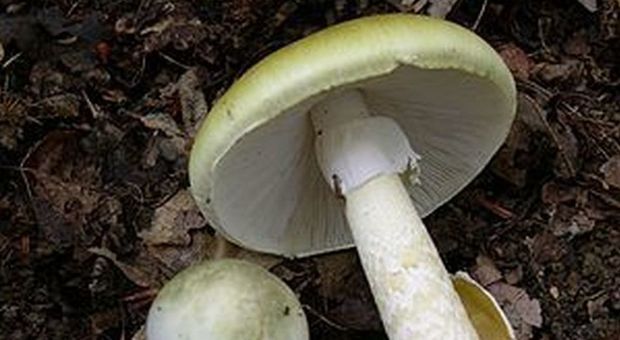 Raccoglie funghi e li mangia, ma erano velenosi: salvata per miracolo con un trapianto di fegato