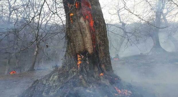Brucia sterpaglie e provoca rogo, distrutto castagneto di 5mila mq