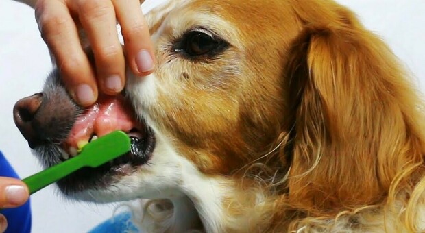 Per mantenere in salute i nostri pet è bene spazzolargli i denti tutti i giorni, lo dice il veterinario