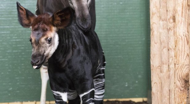 Lo zoo di Londra omaggia la futura sposa di Harry: il cucciolo di okapi battezzato Meghan