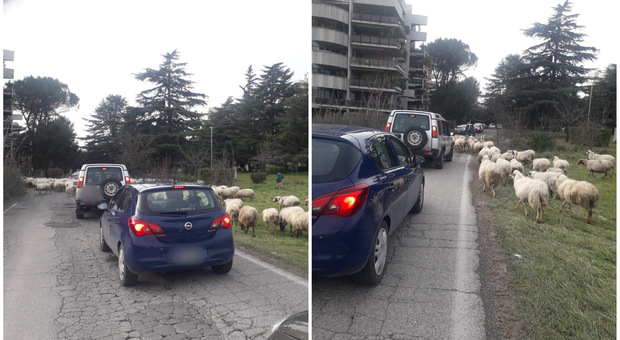 Le pecore invadono la strada, traffico in tilt a Fonte Meravigliosa: automobilisti increduli