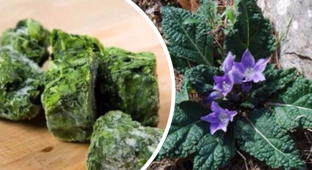Mandragora, l'erba allucinogena negli spinaci: quali sono i lotti a rischio