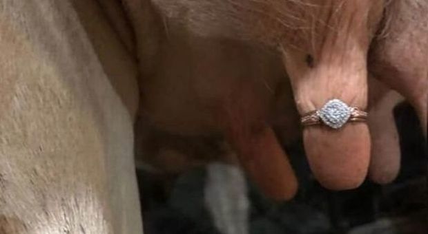 Il contadino fa una proposta di matrimonio originale: l'anello è addosso alla mucca
