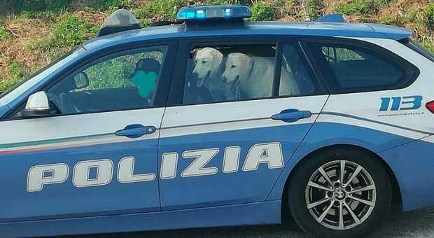 I labrador salvati alla polizia stradale di Todi