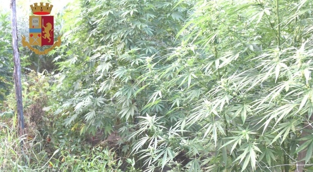 Saviano, 10 piante di marijuana alte tre metri in giardino: arrestato