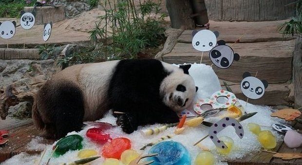 Panda cinese muore nello zoo in Thailandia, rivolta social in Cina: «Non si sono presi cura di lui»