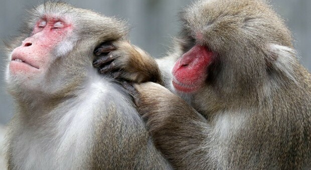 Cina, sviluppato metodo per mappare cervello delle scimmie: si tratta di una tecnologia con risoluzione micrometrica