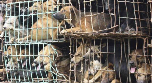 Verso lo stop al consumo di carne di cane. La scelta spinta dal presidente coreano con 6 cuccioli e 5 gatti