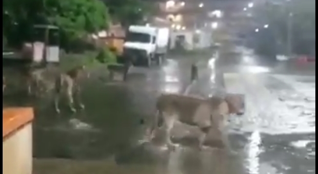il branco di leoni a spasso in città (immagini pubblicate da Gir Gujarat su Facebook)