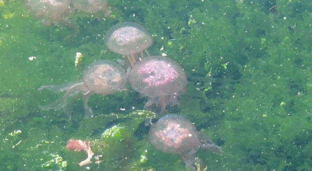 Invasione di meduse all'Elba, l'allarme ambientale: «Colpa della tropicalizzazione del mare»