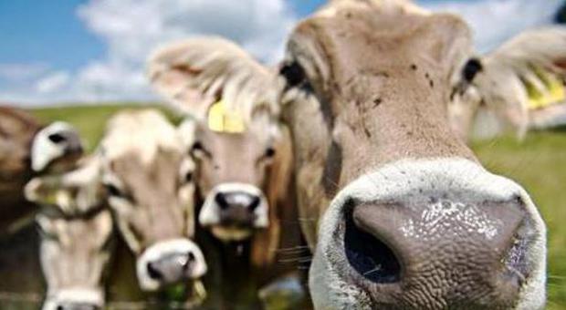 "Salviamo le mucche, la loro urina cura ​il cancro": la proposta choc del deputato
