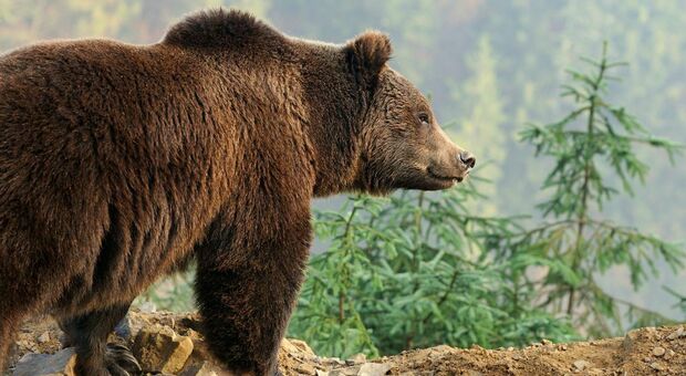 Donna uccisa da un orso in Slovacchia, aveva 31 anni: inseguita mentre passeggiava in montagna con il compagno