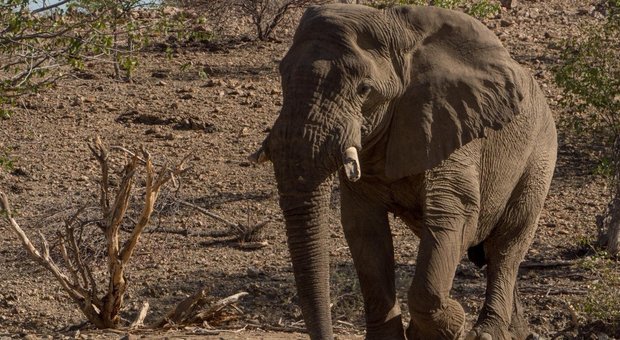 L'elefante Voortrekker in Namibia