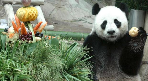 Il panda gigante Chuang Chuang morto allo zoo: aveva solo 19 anni