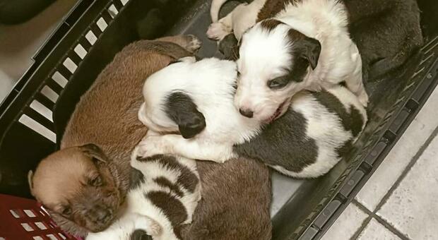 Dalla Turchia all'Italia stipati nel cofano di un'auto per essere venduti illegalmente: salvati 21 cuccioli e 9 cagnolini