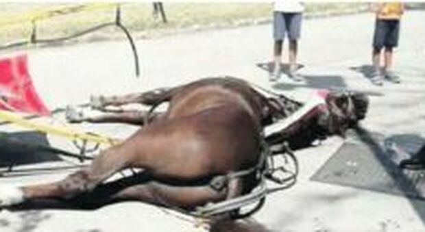 Cavallo morto alla Reggia di Caserta: «Ecco come l'animale è deceduto»