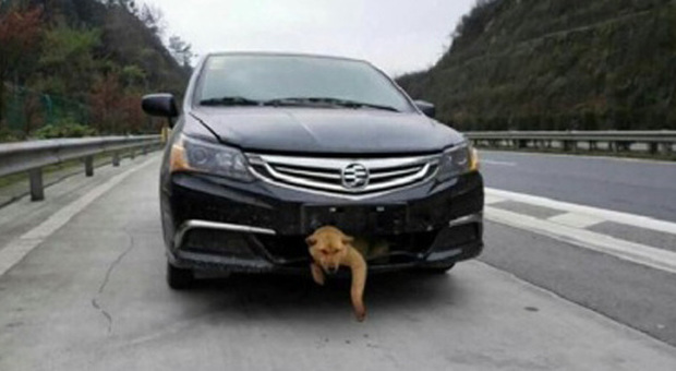 Cane incastrato nell'auto