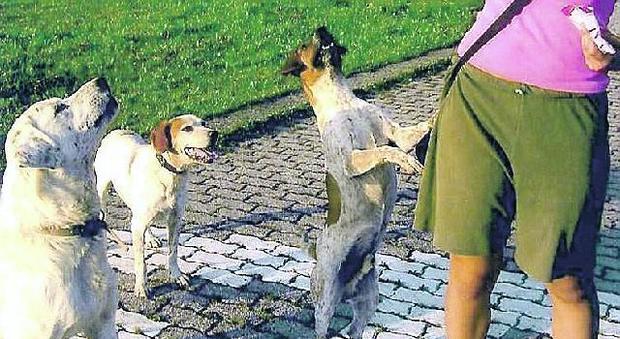 IL CASO TOLMEZZO Cani morsicatori; esemplari acquistati tramite annunci sui social