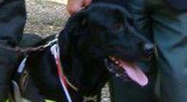 Morto Tommy, il cane labrador eroe che ha salvato tre persone dopo il terremoto de L'Aquila