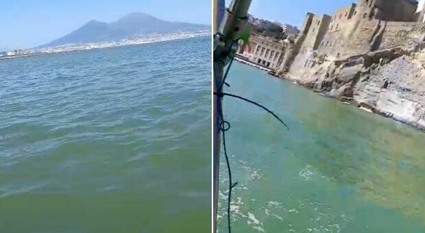 Napoli, perché l'acqua del Golfo è diventata verde? «Proliferazione di fitoplancton causata dalle alte temperature»