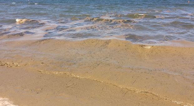 Giallo sulla spiaggia in Veneto. «Ma che cosa è?». Massa gelatinosa invade il mare
