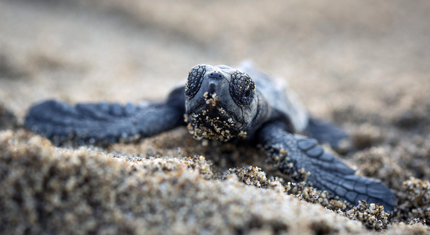 Tartaruga caretta caretta nel Cilento come una nursery: 24 nidi rinvenuti