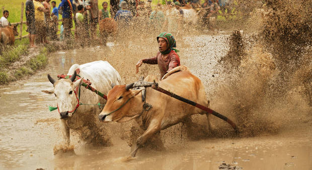 Indonesia, lo show delle mucche a tutta velocità nelle risaie