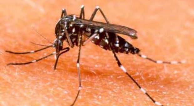 Italia invasa dalla zanzara tigre, l'allarme: "Trasmette il virus zika"