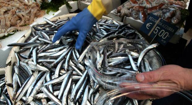 Spari in pescheria nel Napoletano all'antivigilia di Natale: ucciso un pescivendolo