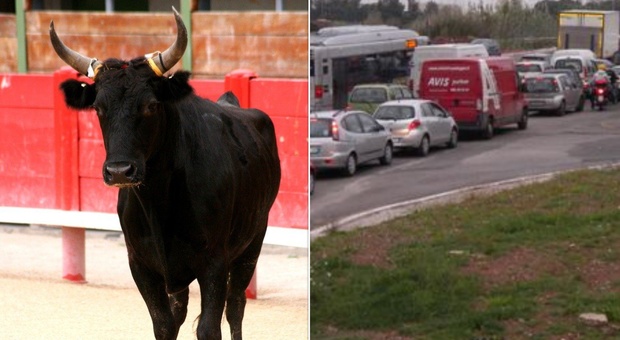 Roma bestiale, un toro in strada crea caos e ingorghi sulla Laurentina