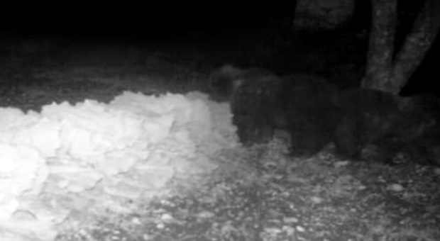 Gli orsetti orfani assaggiano i cavolfiori in un orto in attesa del letargo
