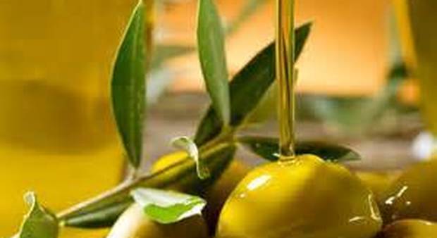 Olio d'oliva made in Italy, l'allarme della Coldiretti: "Scorte esaurite tra sei mesi"