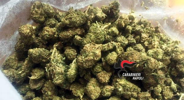 Pozzuoli, nel magazzino mezzo chilo di marijuana e una pianta di cannabis