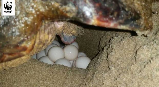 Silenzio assoluto in spiaggia: ci sono 86 uova di tartaruga. Ma i bagnanti fanno schiamazzi