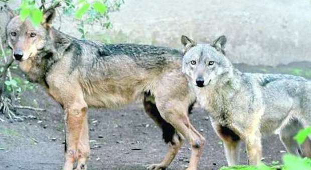 Quei lupi feriti rinascono al Bioparco: doloranti e abbandonati, sono sopravvissuti per miracolo
