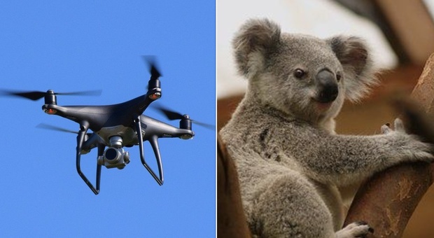 Australia, droni per monitorare e tutelare i koala: la loro sopravvivenza è minacciata
