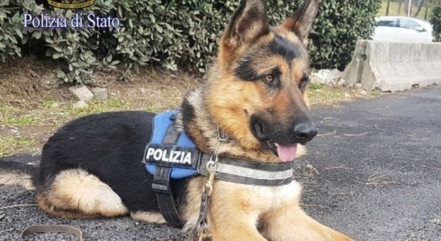 Da trovatello abbandonato a "cane poliziotto": la nuova vita di Ares