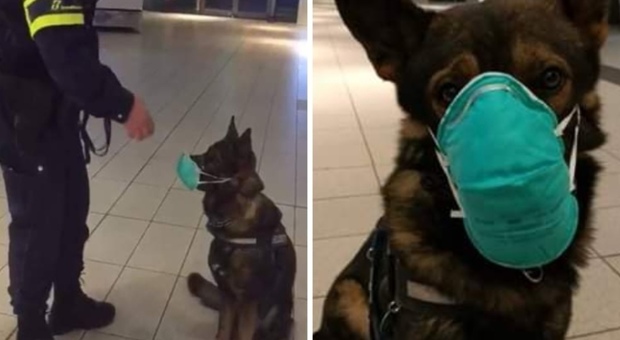 Coronavirus a Napoli: cane con la mascherina, bufera social sulla guardia giurata
