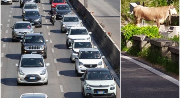 Un toro «rallenta il traffico su via Laurentina». Non solo cinghiali e il web si scatena: «Roma come Pamplona