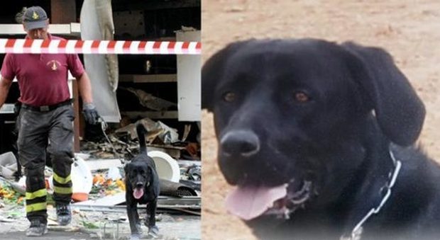 Addio a Tommy, il cane eroe di Lecce che salvò tre persone sotto le macerie del terremoto
