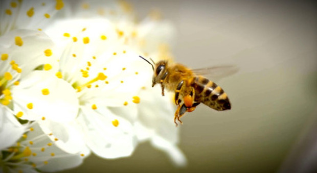 PolliAction, progetto per salvare api e alimentazione: obiettivo creare delle infrastrutture verdi per restituire habitat