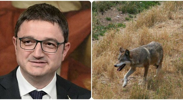 Trento, Fugatti da il via libera per l'abbattimento dei lupi nella provincia: il decreto condanna a morte due esemplari