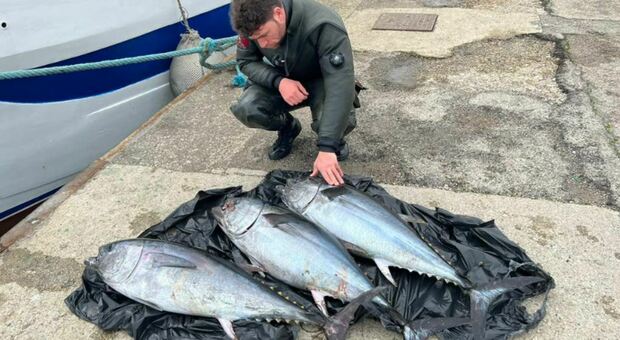 Controlli alla filiera della pesca: sequestrati 4 quintali di pesce e 33mila euro di multe. E c'è chi lancia i tonni per non farsi prendere