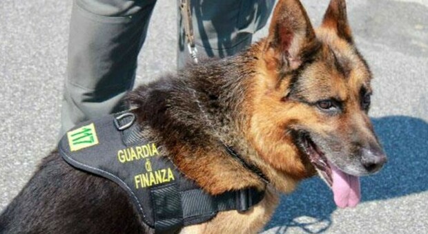 Il cane "Indio" fiuta la droga, arrestato un giovane con hashish e cocaina