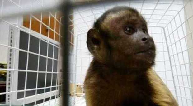 India choc, scimmia strangola bimbo disabile di 4 anni
