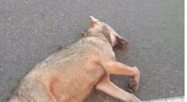 Lecce, lupo trovato morto sul ciglio della strada