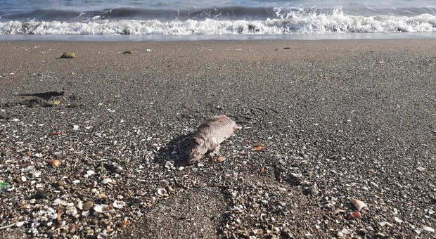Pozzuoli, topi morti invadono la spiaggia dopo la mareggiata
